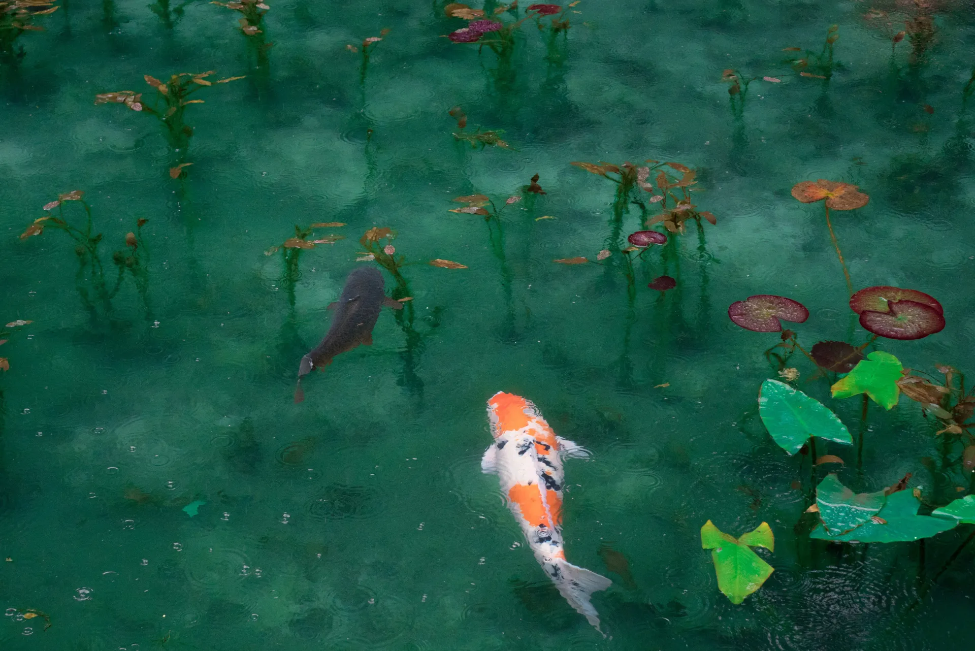Photo of koi carp in a pond